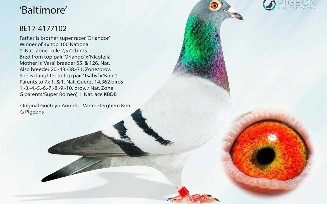 «BALTIMORE & FAT BLIKSEM»