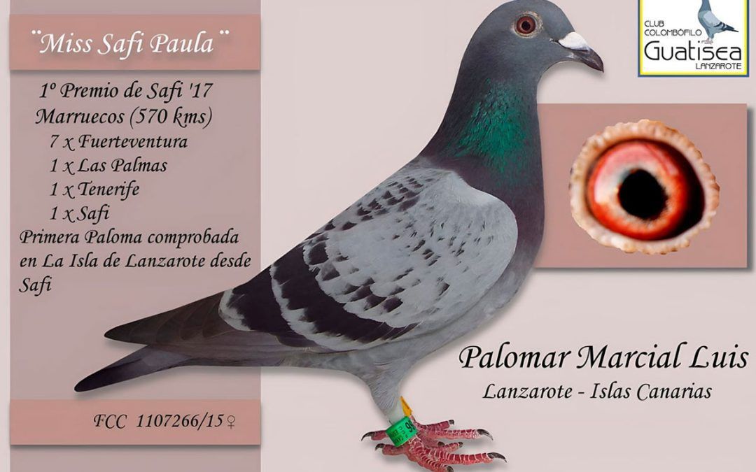 «MISS SAFI PAULA»