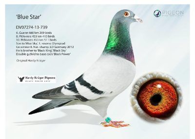«BLUE STAR»