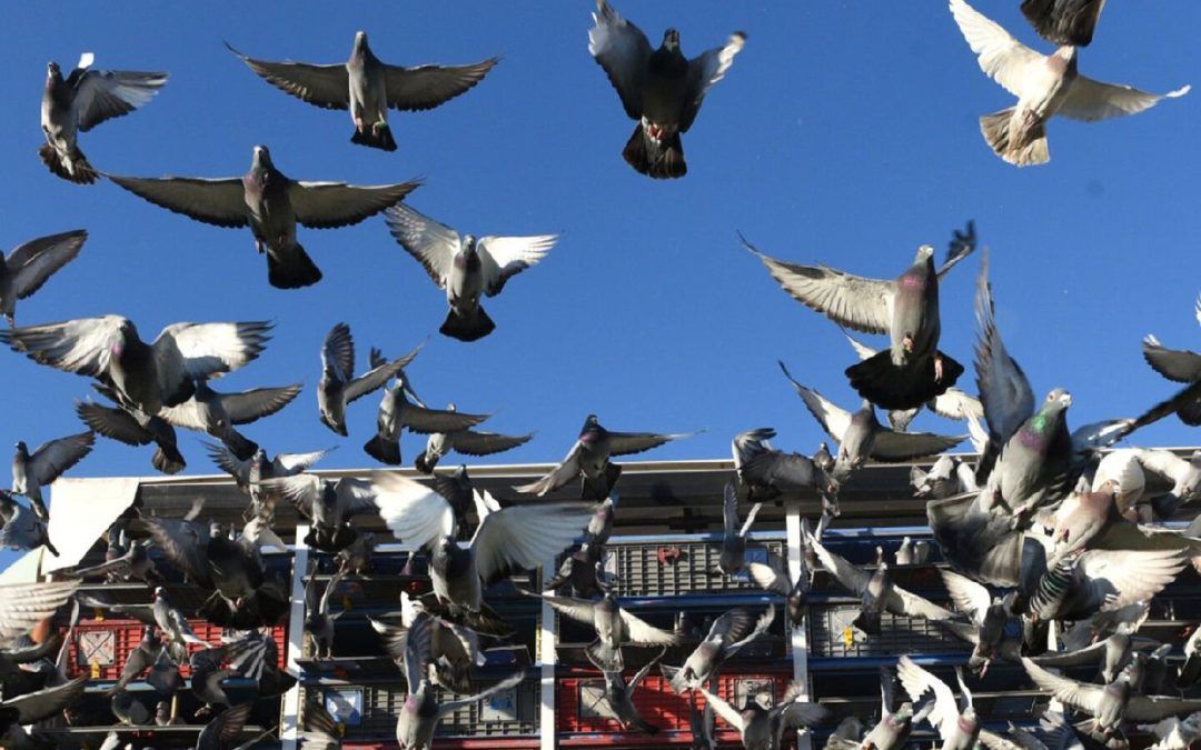 El vuelo de la paloma