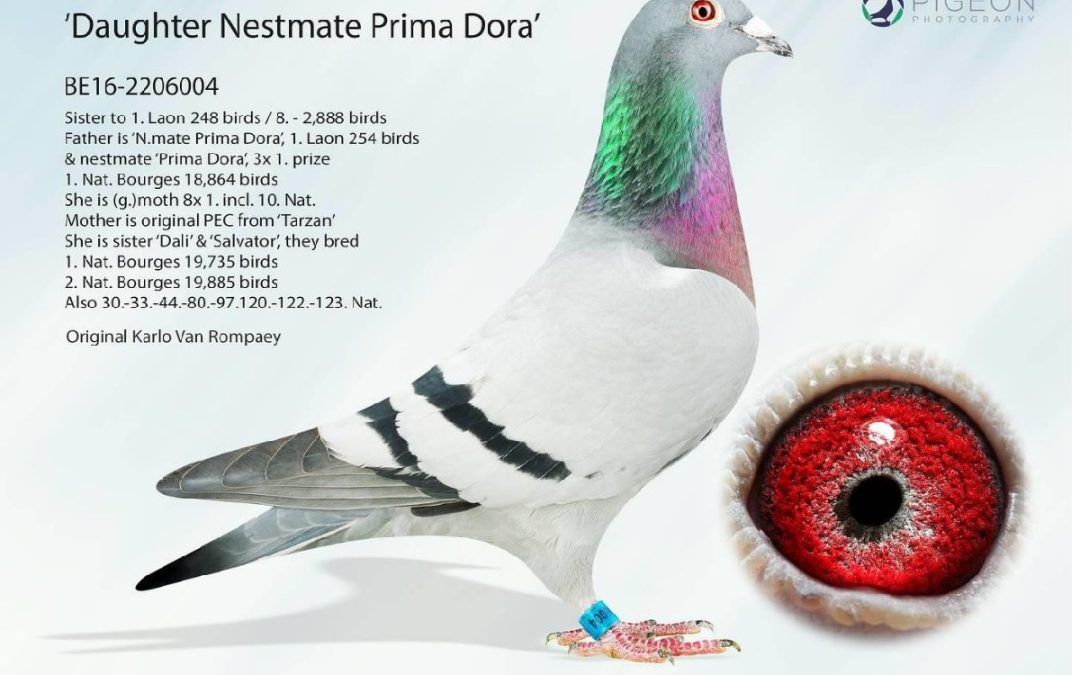 «DAUGHTER NESTMATE PRIMA DORA»