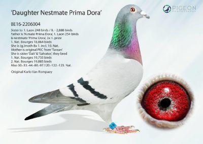 «DAUGHTER NESTMATE PRIMA DORA»