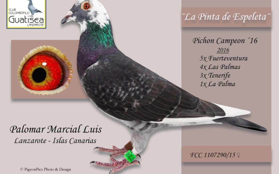 «LA PINTA CAMPEONA»