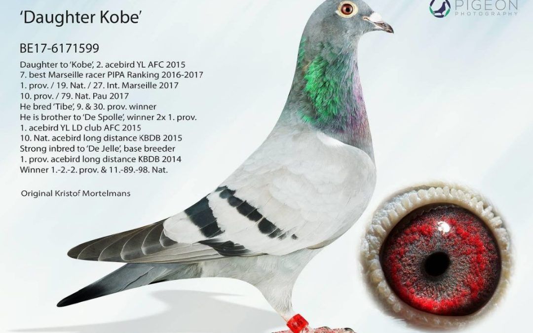 «DAUGHTER KOBE»