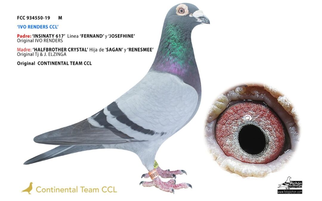 «IVO RENDERS CCL & ROODHOOFT»