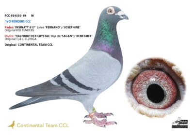 «IVO RENDERS CCL & ROODHOOFT»
