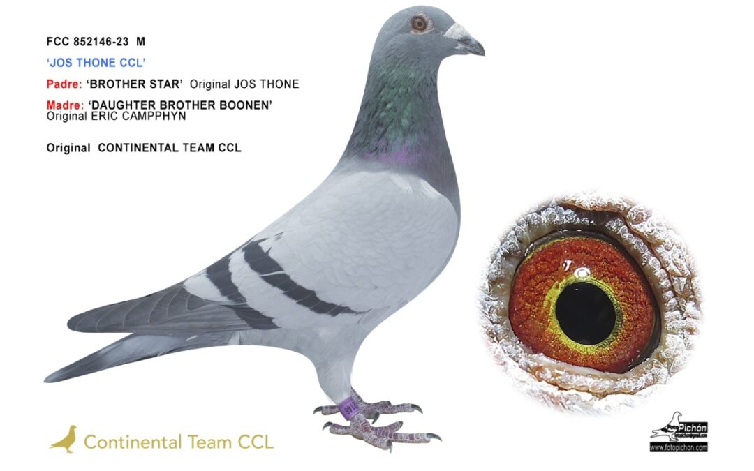 «JOS THONE CCL»
