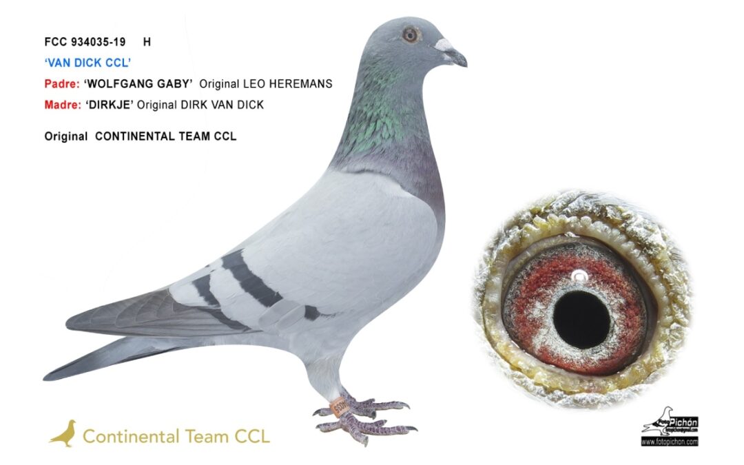 «VAN DICK CCL 035»