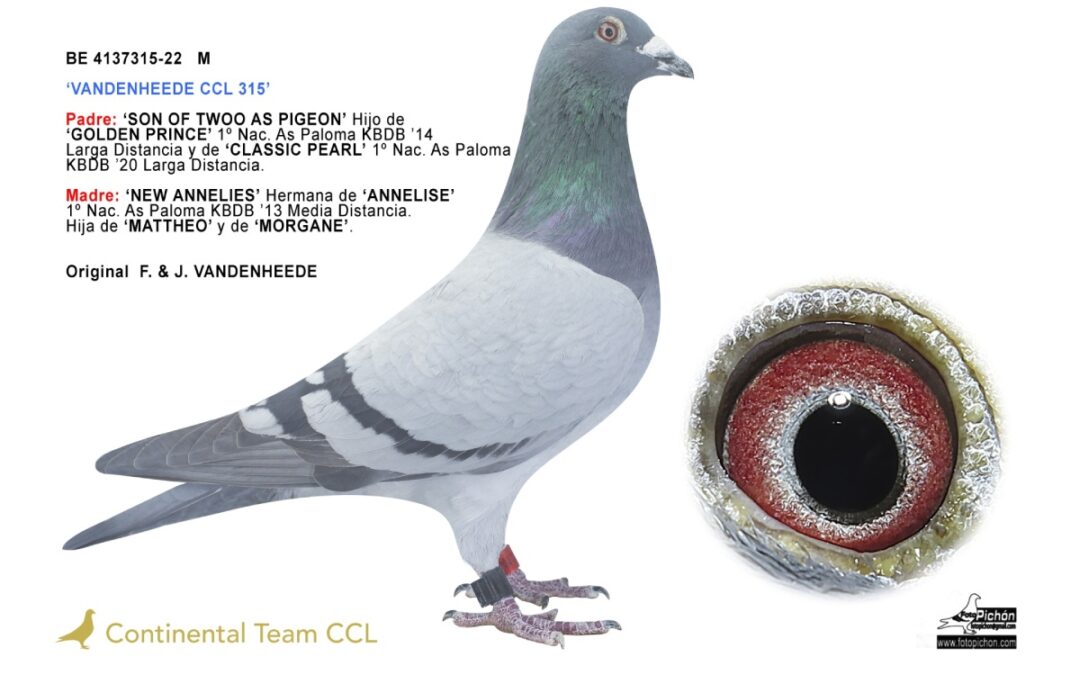 «VANDENHEEDE CCL 315 & VANDENHEEDE CCL 216»