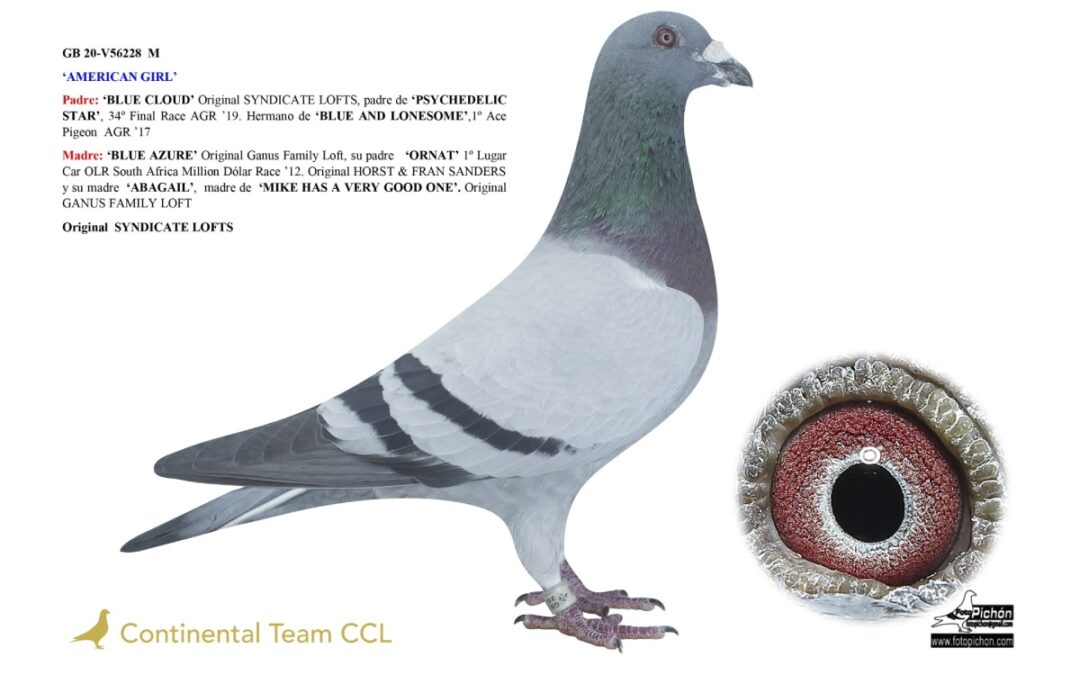 «AMERICAN GIRL»