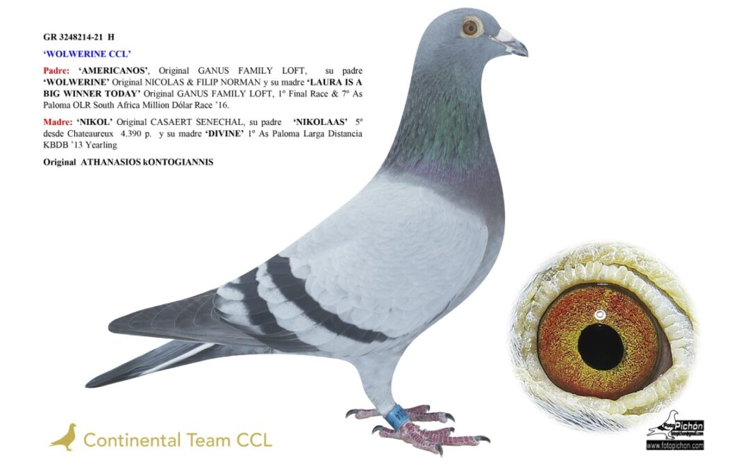 «WOLWERINE CCL»