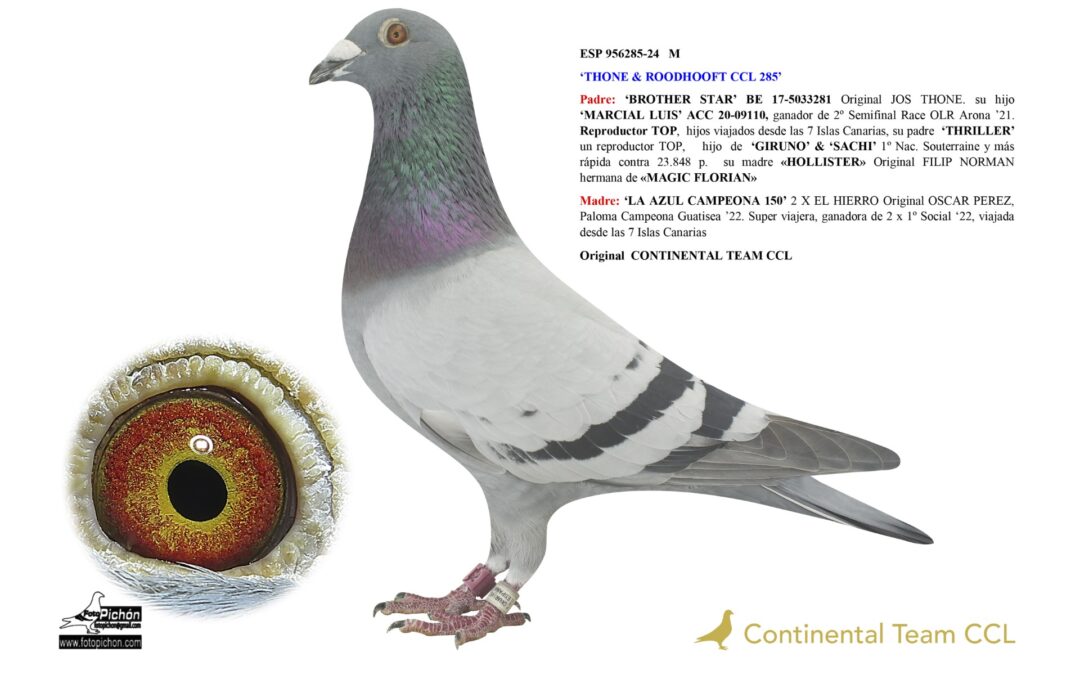 «THONE & ROODHOOFT CCL 285»