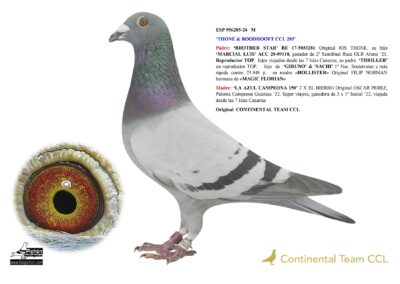 «THONE & ROODHOOFT CCL 285»